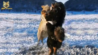 Tibetan Mastiff vs Wolf - Wolf  vs dog