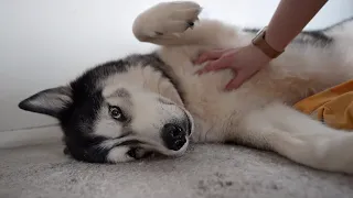 Woke My Husky EARLY With The Best News!