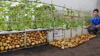 Why does using Styrofoam box to grow potatoes produce so many tubers? Turns out it's a secret