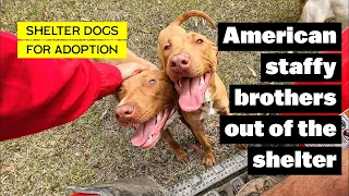 American Staffy Brothers Out of the Shelter | Fostering at the Farm