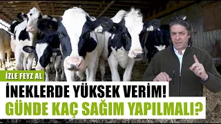 Süt İneklerinde Yüksek Verimin Formülü! Günde Kaç Sağım Yapılmalı? | İzle Feyz Al