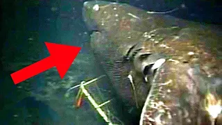 10 Inquietanti avvistamenti di squali che potrebbero essere Megalodonti!