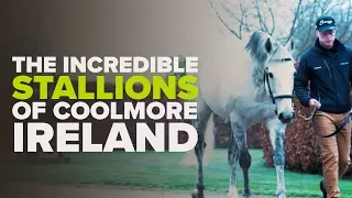 MEET THE COOLMORE STALLIONS | Galileo, Fastnet Rock & More | A WHR Exclusive