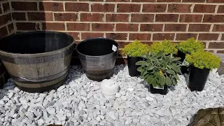 DIY Septic Cleanout Cover | Covering the Septic Cleanout | Lamb's Ear and Sedum