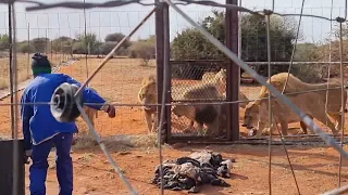 Lions Aggressive