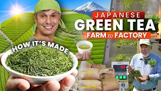 How Japanese GREEN TEA is Made | Farm to Factory ★ ONLY in JAPAN