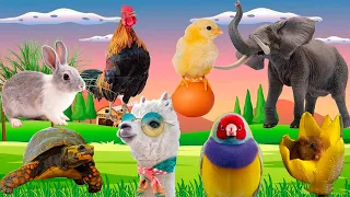 Farm Animals, Animal Sounds - Cow, Zebra, Horse, Dog, Monkey, Rabbit, Duck, Cat - Animal Paradise