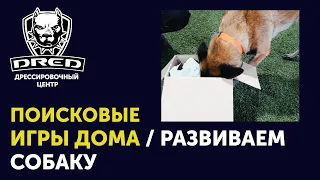 Поисковые игры с собакой | Как нагрузить собаку ментально в домашних условиях