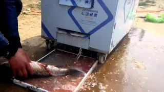 fish killing machine
