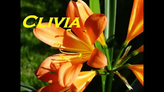 Gardeners World 2022 Episode 11 Clivia Natal Lily or Bush Lily