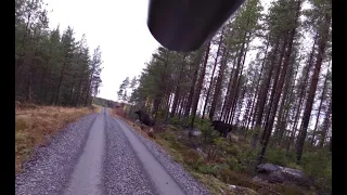 Älgjakt 2019 - Hirvenmetsästys 2019 - Moose hunting 2019