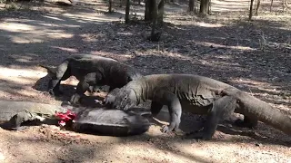 a pig that was pounced on and eaten alive by a Komodo dragon