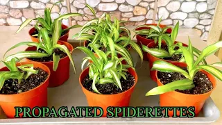 HOW TO PROPAGATE EASILY THE SPIDERETTES FROM SPIDER PLANTS   ||  UPDATES ON LEAVES PROPAGATION