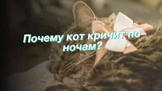 Почему кот кричит по ночам?