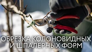 Формирующая обрезка яблони и груши на шпалере. Правильная обрезка колоновидной яблони