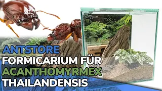 ANTSTORE Formicarium for Acanthomyrmex thailandensis