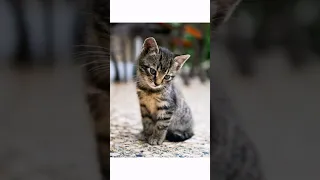 Cute Sokoke Cats😍😻😍