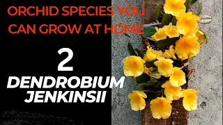 How to care for dendrobium orchid - Dendrobium jenkinsii #orchid #dendrobium #orchidcare