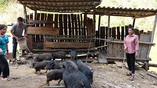 Moving Pigs to New Barn | Family Farm