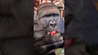 This gorilla is enjoying his apple and pineapple! #gorilla #asmr #mukbang #youtubeshorts