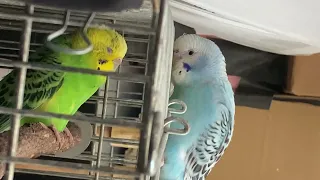 🦜🦜🦜🦜🦜達のくつろぎ