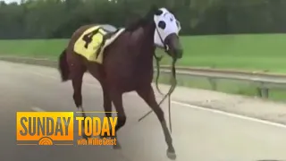 Racehorse Runs Loose On Kentucky Highway