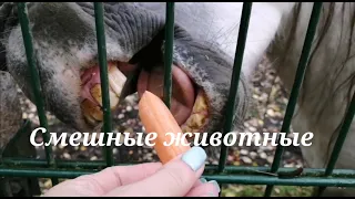 ❗Смешные животные. Смешные моменты в мире лошадей 2022. Funny horse.