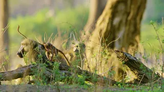 5K African Wildlife Documentary Film   Mana Pools National Park, Zimbabwe, Africa   1 HR 720p