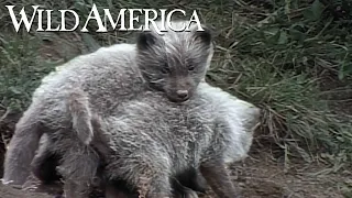 Wild America | S10 E4 Family of Foxes | Full Episode HD