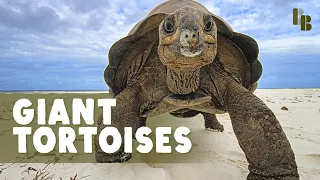 The World Used To Be Full of Giant Tortoises