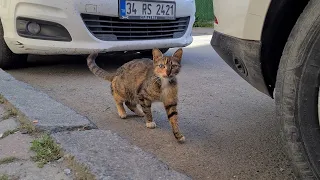 Street cats run away from me thinking I will hurt them.