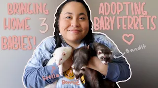 adopting three ferrets! welcome to the family! || introductions + cute moments so far!