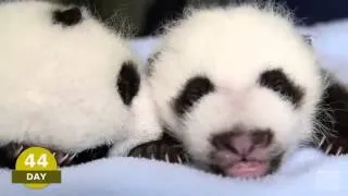 Les 100 premiers jours de jumeaux panda