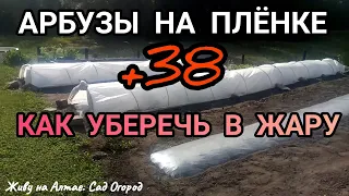 ● Делюсь секретами /Вопрос - ответ. Когда и как прищипываю дыни.