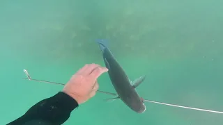 11 September 2023 Sussex reef spearfishing