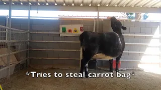 Cow Tricks Me In The Cutest Way!