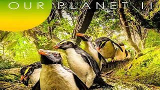 Наша планета 2 | Официальный трейлер | Нетфликс