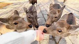 Visiting Deer Park in Japan🦌 | Nara Park | ASMR