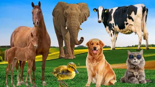 Animals sounds : Dogs, Cats, Sheep, Bear, Elephant, Eagle, cow, chicken, Duck, squirrel, lion, Birds