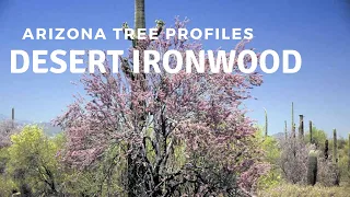 Desert Ironwood - Arizona Tree Profiles