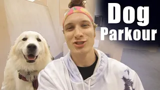 Teaching My Dog Parkour!