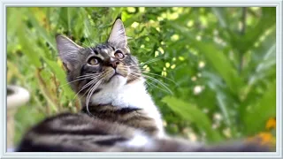 Maine Coon Kittens, part 5. Anfisa trolls the swans and escapes.