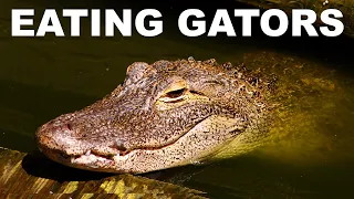 The case for eating alligators (or not)