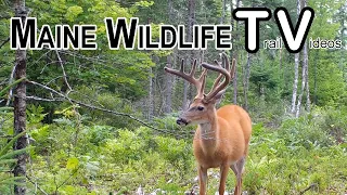 Happy New Year from Maine Wildlife Trail Videos