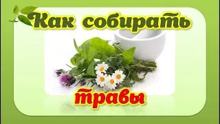 Как собирать травы. Мастер-класс Оксаны Мицкевич