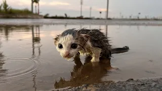 We found a crying kitten in this thin, cold, wet kitten lying on the water. Kitten needs help