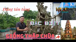 Cây sanh dáng tán tầng đặc biệt | NamLe Bonsai