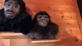 Expedition Bigfoot! - Sasquatch Museum in North Georgia