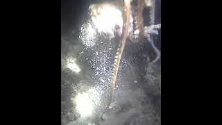 Nombak Gurita, Night spearfishing | Berburu Gurita di malam hari #gurita #octopushunting #octopus