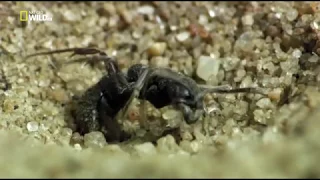 Удивительные насекомые.Incredible Insects HDTVRip